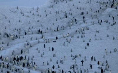 An emperor penguin colony on sea ice