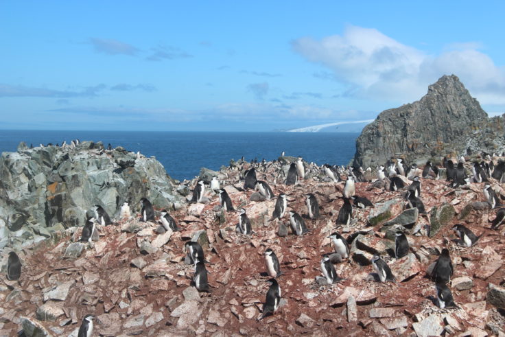 A colony of chinstrap penguins spread across rocky ground. the ground is reddish brown colour due to penguin poo. The ocean can be seen in the background.