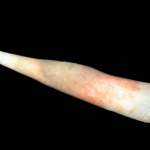 A close up of a long, cone-shaped species which is coloured white at its tip, tapering down to a beige, then fleshy pink colour at its middle, and returning to a translucent beige at the widest part of its cone. It is pictured in the deep sea, and so the background is pitch black