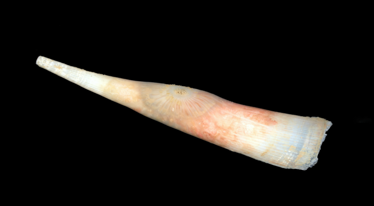 A close up of a long, cone-shaped species which is coloured white at its tip, tapering down to a beige, then fleshy pink colour at its middle, and returning to a translucent beige at the widest part of its cone. It is pictured in the deep sea, and so the background is pitch black